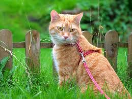 It was fairly easy, didn't cost much, and kept the cats in the yard. Should You Let Your Cat Go Outdoors Petfinder
