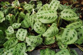 Image result for maranta