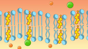Check spelling or type a new query. Jove Science Education Membranes And Cellular Transport