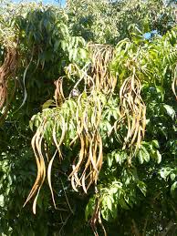 Image result for Markhamia lutea