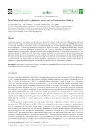 Image result for Putterlickia verrucosa