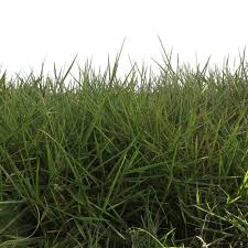 Image result for Urochloa dictyoneura