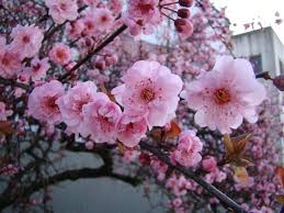 A lovely dwarf crabapple, malus 'camelot' is a small deciduous tree of rounded form with a long season of interest. Constrained By The City Try Container Trees Opus Grows