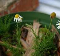 sorting out the chamomiles | wild*crafty