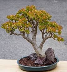 A Pair For The Jade Lovers Jade Plants Planting Succulents Succulents