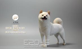 Now you can shop for it and enjoy a good deal on aliexpress! E2046 Com Shiba Inu White Doll Miscellaneous Dl2218