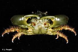 They are dark green colored, and can sometimes be aggressive. Mithraculus Sculptus Lamarck 1818 Presentation