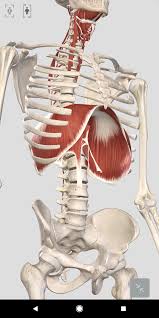The ribs on both the sides complete the cage. A Commonly Overlooked Cause Of Lower Back Pain Diverge Performance Therapy Columbus Oh 614 342 0027