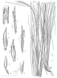 Image result for Elionurus tripsacoides