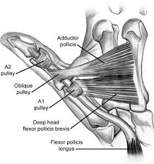 Left leg flexor tendon location. Flexor Tendon Injuries Hand Orthobullets
