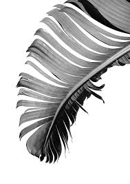 banana leaf poster black and white palm leaf banana leaf etsy in 2021 black white art white art black and white photo wall