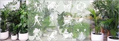 Hence cancereans who use this favorable color enhance positive energy inside them. 10 Best Zodiac Plants Find Lucky Plant For Your Rashi Zodiac Sign