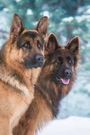 Pin By Mary On My Kind Of Dogs German Shepherd Photography German Shepherd Dogs German Sheperd Dogs