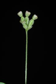 Image result for Boerhavia repens