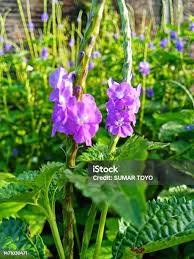 Image result for Stachytarpheta urticifolia