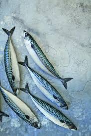 Epingle Par Jane Youngberg Sur Fabulous Fish Maquereau Photo Alimentaire Art De Poissons