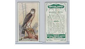 None of the pictures used are mine, they belong to their respective (gorgeous) artistssong; C4 Imperial Tobacco British Birds 1923 16 Sparrow Hawk At Amazon S Entertainment Collectibles Store