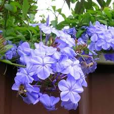 Check spelling or type a new query. How To Care For Your Plumbago Auriculata Dengarden