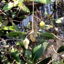 Check spelling or type a new query. Pokok Api Api Puteh Wikipedia Bahasa Melayu Ensiklopedia Bebas