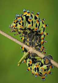 Black And Red Caterpillar With White Spikes Spiny Caterpillar Insect Photos Insects Cool Insects