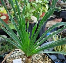 Image result for Boophone