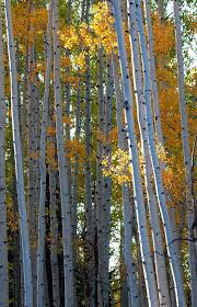 Birch Trees In Colorado Colorado Stemware Aspen Trees Leaf Art Birch Tree Art