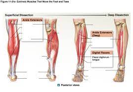 The intrinsic muscles of the foot support the arches and act on the toes in ways that aid locomotion (table 10.20). A P Diagram 11 21a Extrinsic Muscles That Move The Foot And Toes Diagram Quizlet