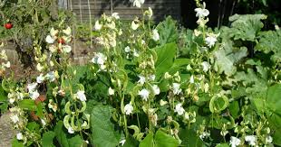 Image result for Lablab