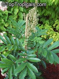 Image result for Deinbollia kilimandscharica