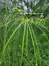 Image result for Parkinsonia aculeata