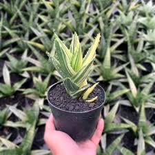 Image result for Aloe wollastonii