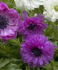 Anemone Giant Admiral Double Anemone Giants Indoor Bulbs Flower Bulb Index Bulb Flowers Pretty Flowers Flowers