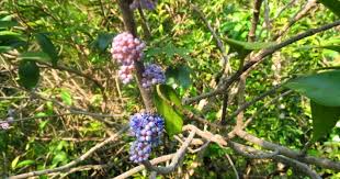 Image result for Memecylon myrianthum