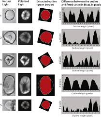 Image result for Eminia antennulifera