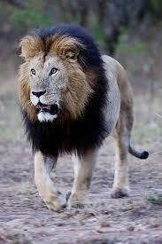 404 Not Found Animals Beautiful Animals Wild Male Lion