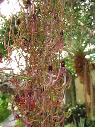 Image result for Ceropegia breviflora