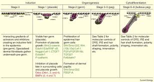 The Hair Follicle As A Dynamic Miniorgan Sciencedirect