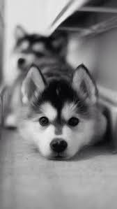 Wallpaper Iphone Cute Baby Dogs Cute Dog Wallpaper Cute Dogs