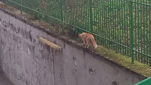 Check spelling or type a new query. Https Imgur Com Gallery Vwzjz Daily Https Imgur Com Htpicpw Jpg Https Imgur Com Gqtbo8j Jpg Https Imgur Com Y6h1hud Jpg Https Imgur Com Jtrbcoe Jpg Https Imgur Com 3cibu9v Jpg Https Imgur Com Wzjrsox Jpg 2018 03 27t18 00 07 851z Https