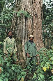 Image result for Juniperus procera