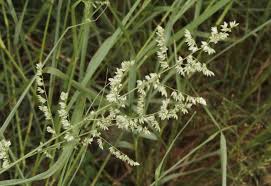 Image result for Eragrostis echinochloidea