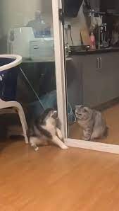 anfangs war er ein tapferer mann aber dann cute funny animals funny animals cats