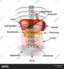 Oct 16, 2020 · symptoms of acute pancreatitis most commonly begins with abdominal pain in the middle or upper left part of the abdomen and abdominal pain may increase after eating or lying flat the back. Anatomical Structure Image Photo Free Trial Bigstock