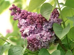 Growing lilacs is a fun and easy activity for any gardener. How To Plant And Care For Lilacs Hgtv