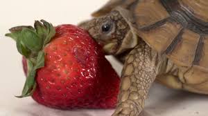 Baby box turtles in the wild feast on whatever insects are available to them, but in captivity, you can finely chop and feed tempt turtles of the older variety by beckoning their sweet tooth: Turtle Vs Strawberry The Struggle Is Real Youtube