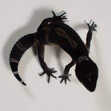 Leopardgecko Chimney Sweeper 01 Black Night Leopardengecko Leopardgecko Gecko