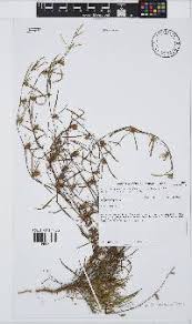 Image result for Geigeria filifolia