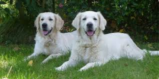 Stay updated about kennel club golden retriever puppies for sale. 10 English Cream Golden Retrievers Questions Answered Retriever Pets