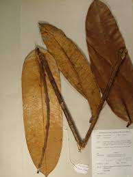 Image result for Trichoscypha lucens