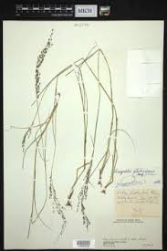 Image result for Eragrostis atrovirens